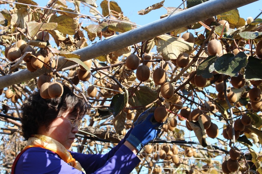 NEW HONEY CITRON TEA Kiwifruit 300g Handmade fruit