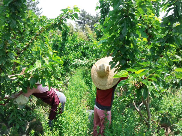 NEW HONEY CITRON TEA 300g handmade fruit blue odor