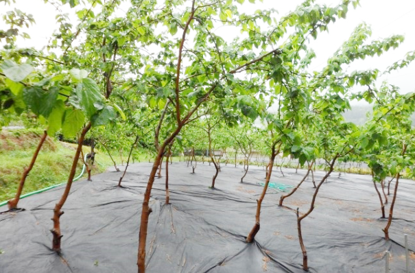 NEW HONEY CITRON TEA 300g handmade fruit blue odor