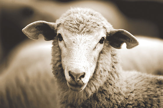 Australian UGG ages wool insole adult ugg winter h