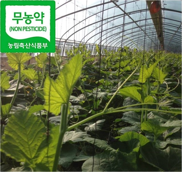 New Pumpkin Juice dry pumpkin hand 100g pesticide-