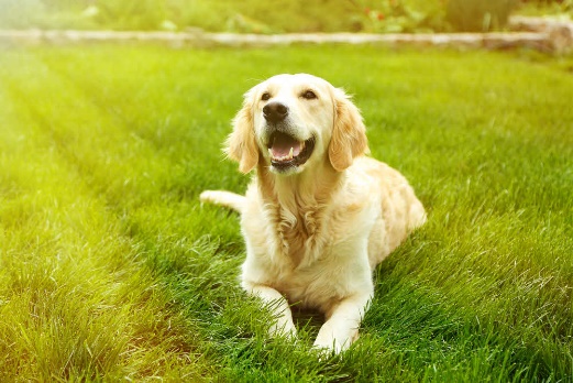 Eco-friendly natural grass puppy toilet bowl Green