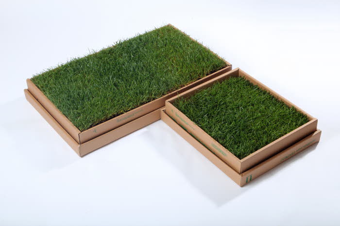Eco-friendly natural grass puppy toilet bowl Green
