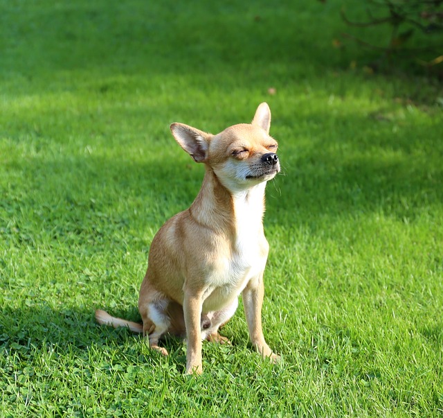 Eco-friendly natural grass puppy toilet bowl Green