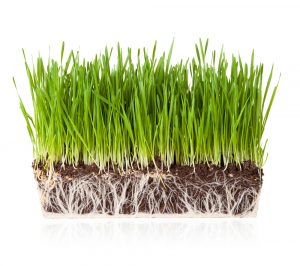 Eco-friendly natural grass puppy toilet bowl Green