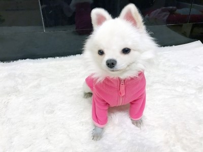 NEW DOG FASHION Same day shipping + Free Shipping 