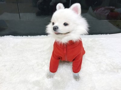 NEW DOG FASHION Same day shipping + Free Shipping 