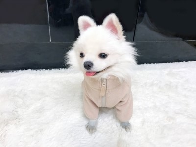 NEW DOG FASHION Same day shipping + Free Shipping 
