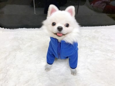 NEW DOG FASHION Same day shipping + Free Shipping 
