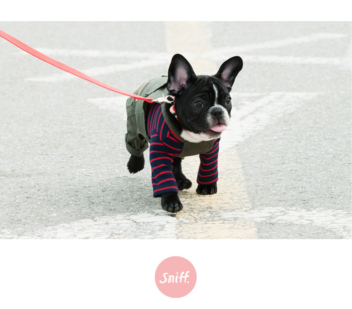 NEW DOG FASHION 2016 Sniff Padded Vest Vest 3 Colo