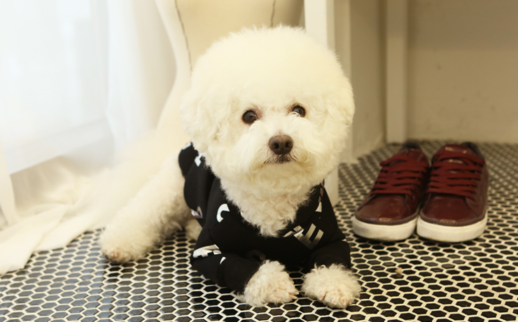 NEW DOG FASHION Dogs Winterwear Hoods