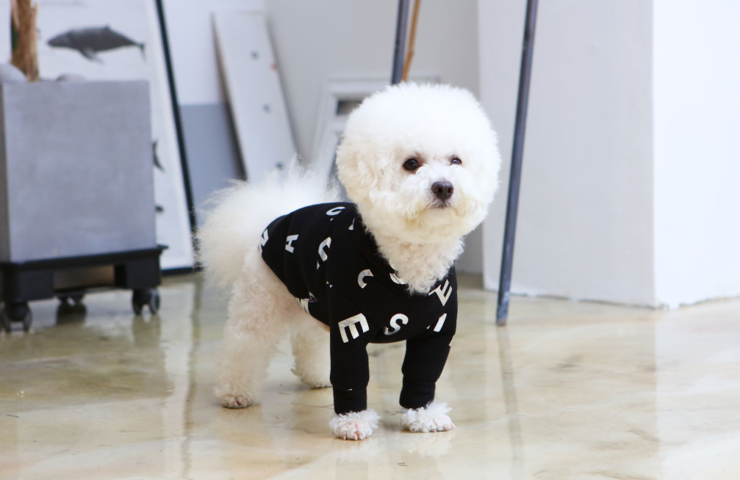 NEW DOG FASHION Dogs Winterwear Hoods