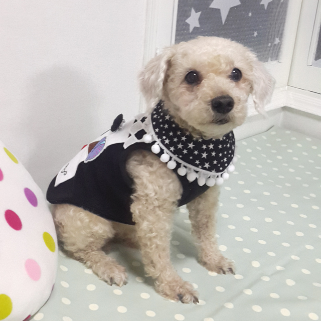 Companion Animal Scarf Drop Lace Cat Handmade Prod