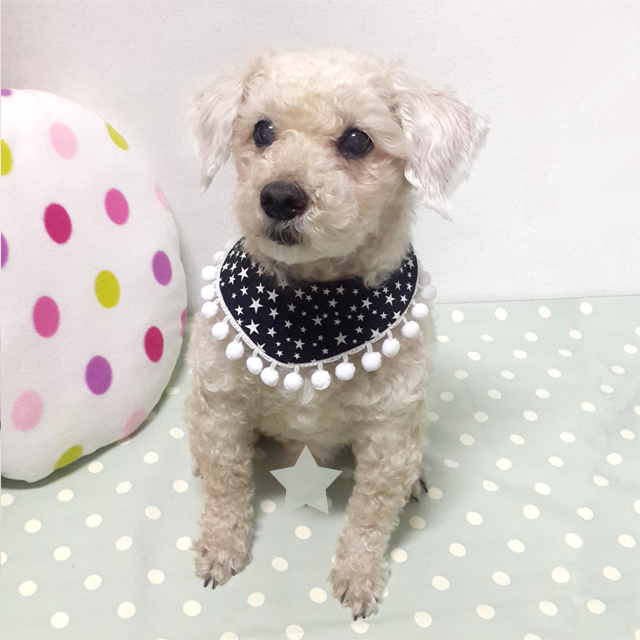 Companion Animal Scarf Drop Lace Cat Handmade Prod