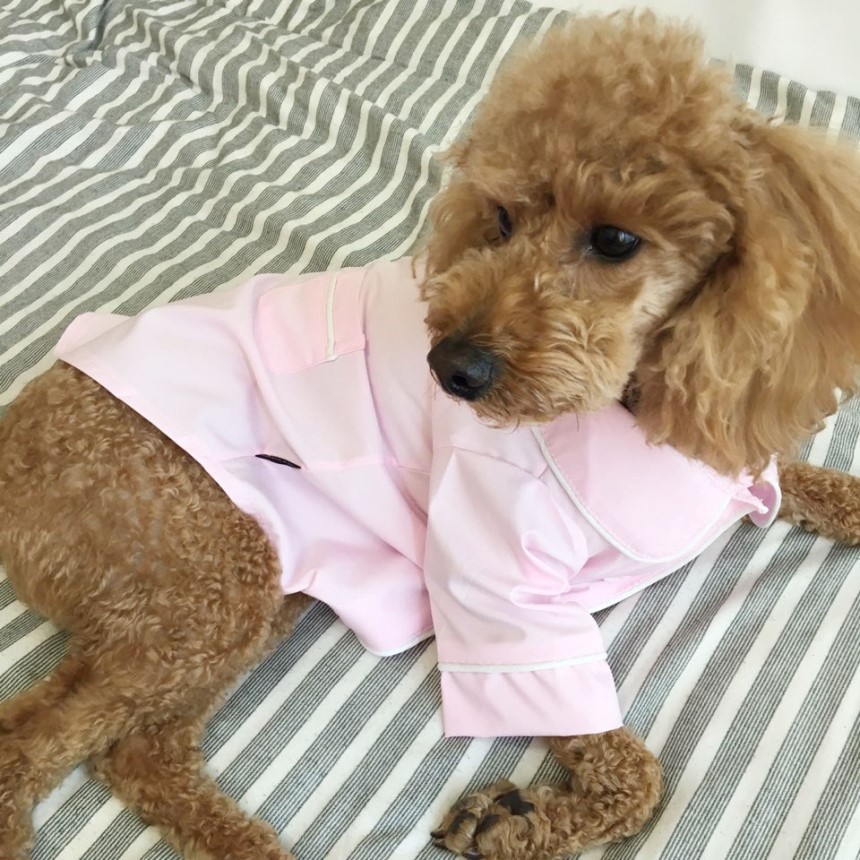NEW DOG FASHION Pajamas Pajamas Cat Summer clothes