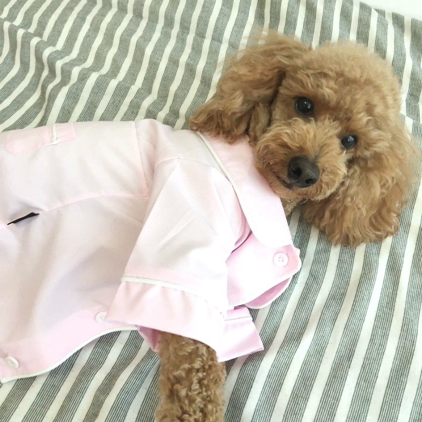 NEW DOG FASHION Pajamas Pajamas Cat Summer clothes