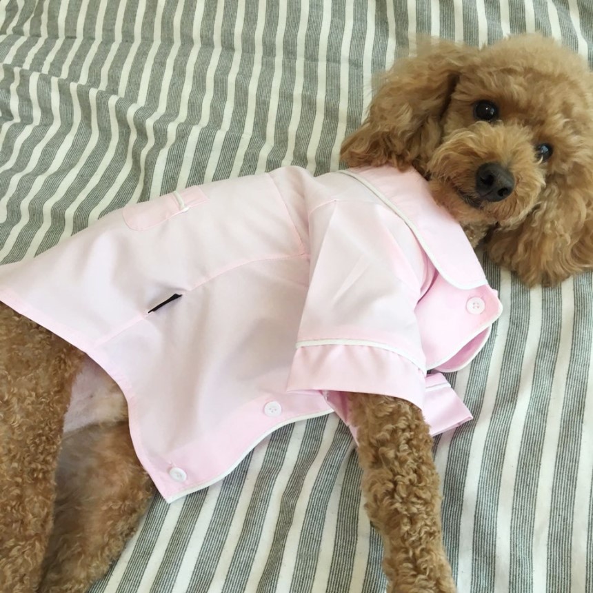 NEW DOG FASHION Pajamas Pajamas Cat Summer clothes