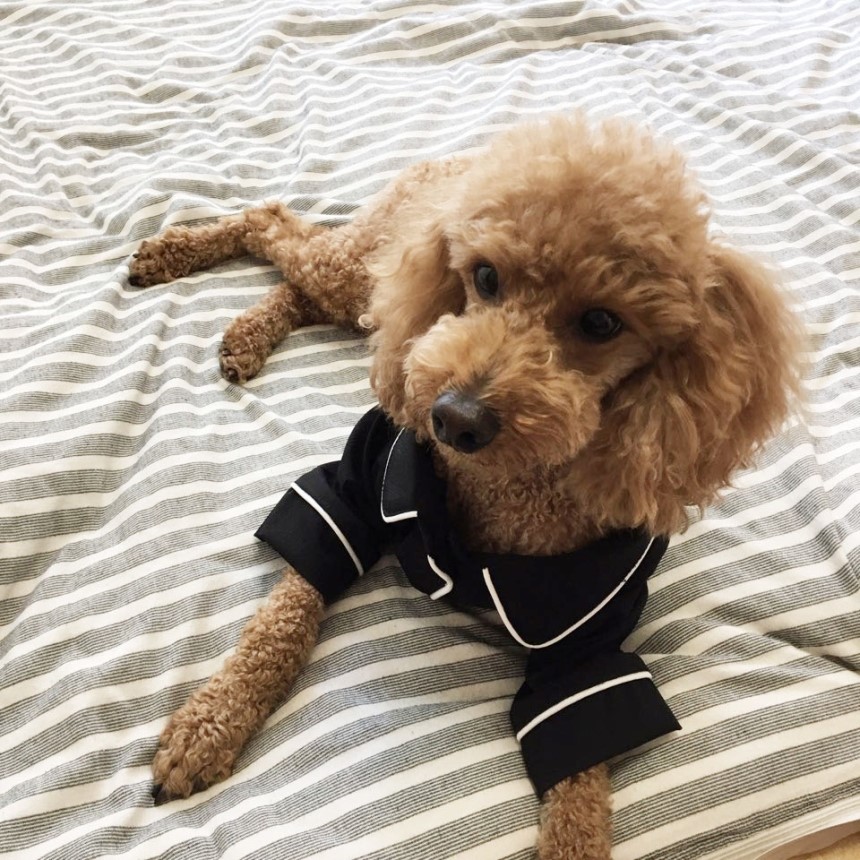NEW DOG FASHION Pajamas Pajamas Cat Summer clothes