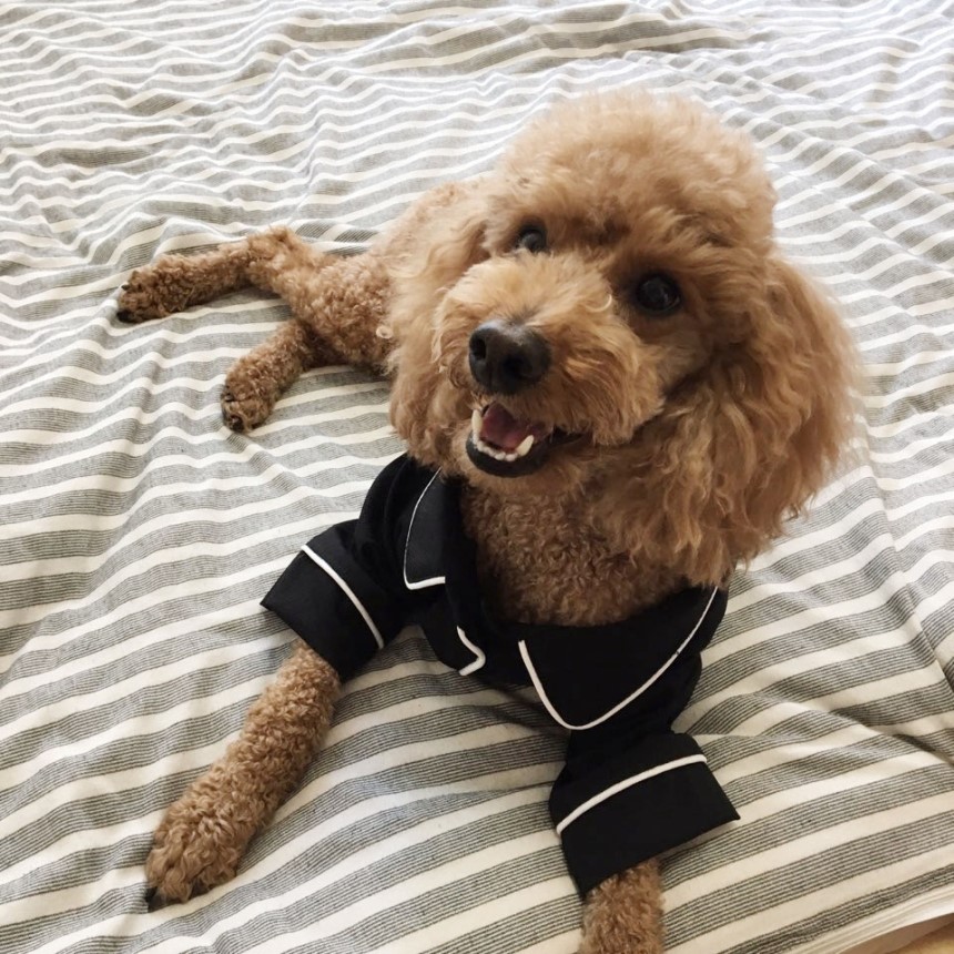 NEW DOG FASHION Pajamas Pajamas Cat Summer clothes