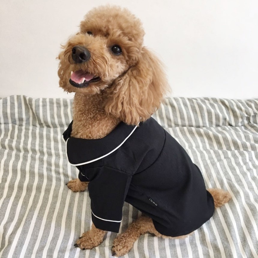 NEW DOG FASHION Pajamas Pajamas Cat Summer clothes