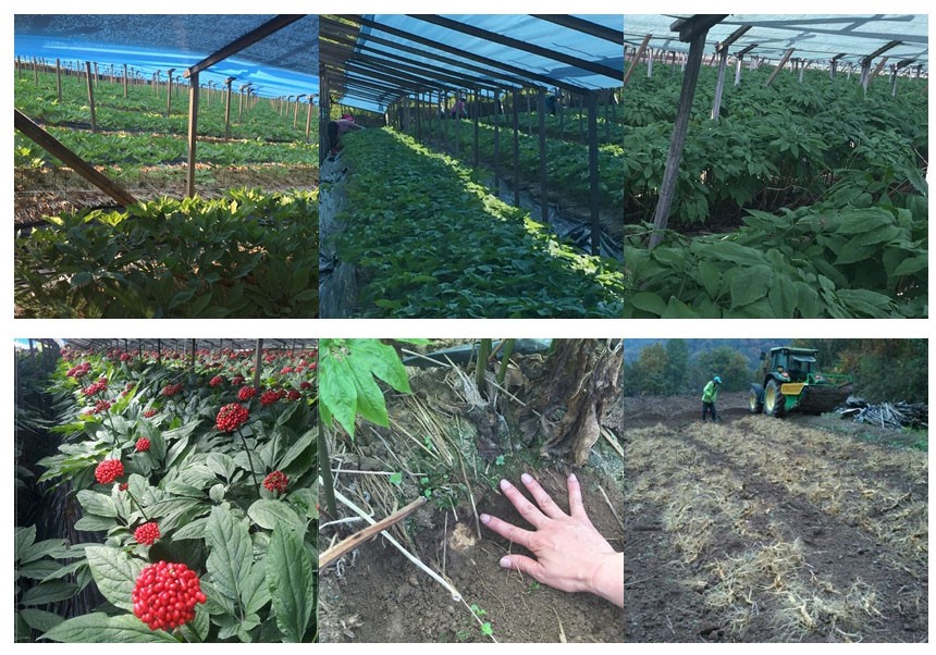 Korea Ginseng Healthy Sam 6 Year Old 100 Red Ginse