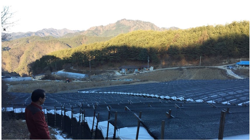 Korea Ginseng Healthy Sam 6 Year Old 100 Red Ginse