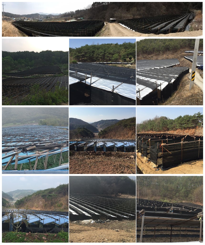 Korea Ginseng Healthy Sam 6 Year Old 100 Red Ginse