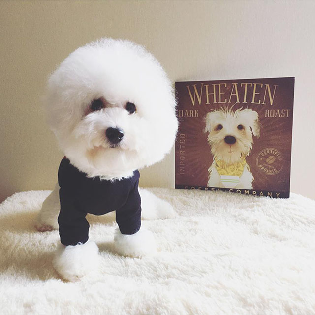 NEW DOG FASHION 꼼 데 st st 맨 맨 맨 &lt/s&gt &lt/s&gt 