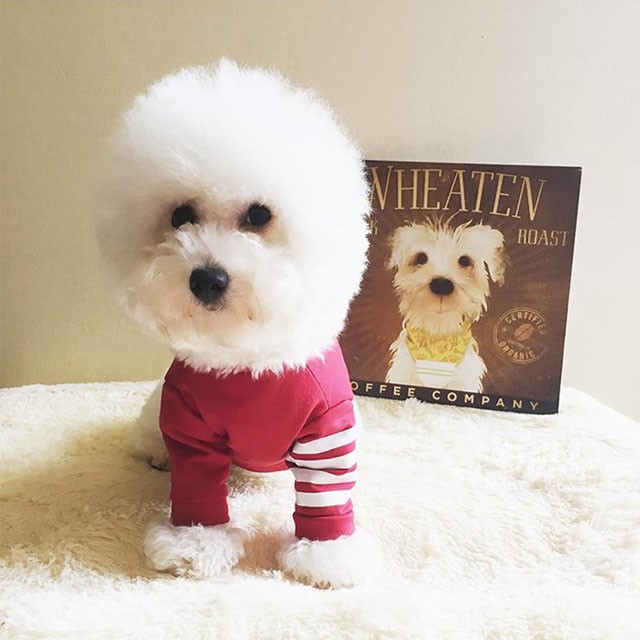 NEW DOG FASHION Tom Brown St luxury dog ​​clothes 