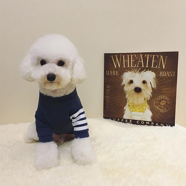 NEW DOG FASHION Tom Brown St luxury dog ​​clothes 