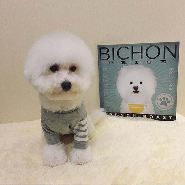 NEW DOG FASHION Tom Brown St luxury dog ​​clothes 