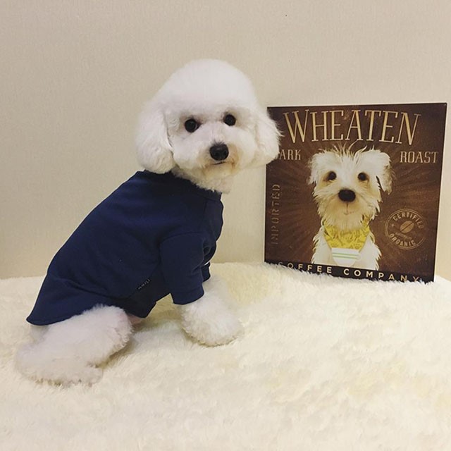 NEW DOG FASHION Tom Brown St luxury dog ​​clothes 