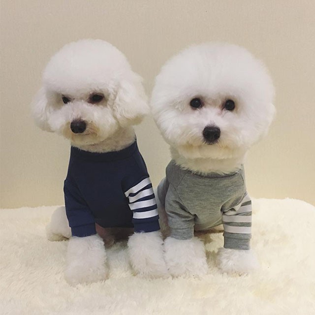NEW DOG FASHION Tom Brown St luxury dog ​​clothes 