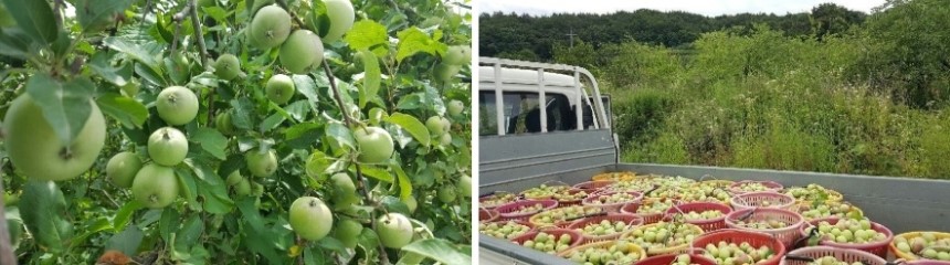 <b><p>Korean Pus powder 400g pu 1% No additives</p></b><b><p>韓国語 プトサグァ 粉末 400g 純粋な 1％ 無添加 販売 国内産 国産 食べ方</p></b><br /><br /><p align='center'>