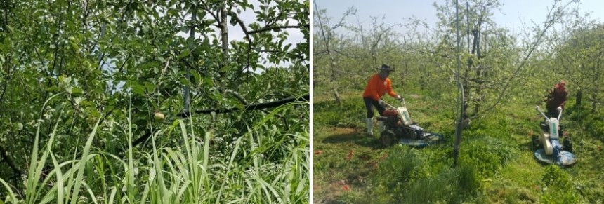 <b><p>Korean Pus powder 400g pu 1% No additives</p></b><b><p>韓国語 プトサグァ 粉末 400g 純粋な 1％ 無添加 販売 国内産 国産 食べ方</p></b><br /><br /><p align='center'>