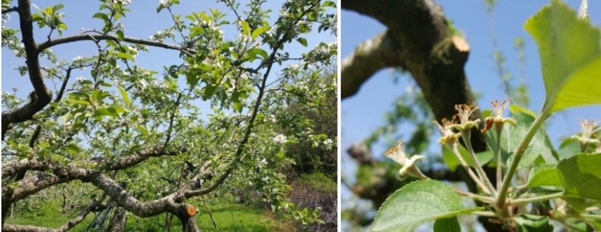 <b><p>Korean Pus powder 400g pu 1% No additives</p></b><b><p>韓国語 プトサグァ 粉末 400g 純粋な 1％ 無添加 販売 国内産 国産 食べ方</p></b><br /><br /><p align='center'>