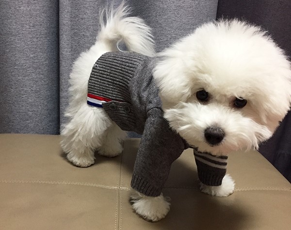 NEW DOG FASHION Puppy Tom Brown Cardigan - Dog Clo