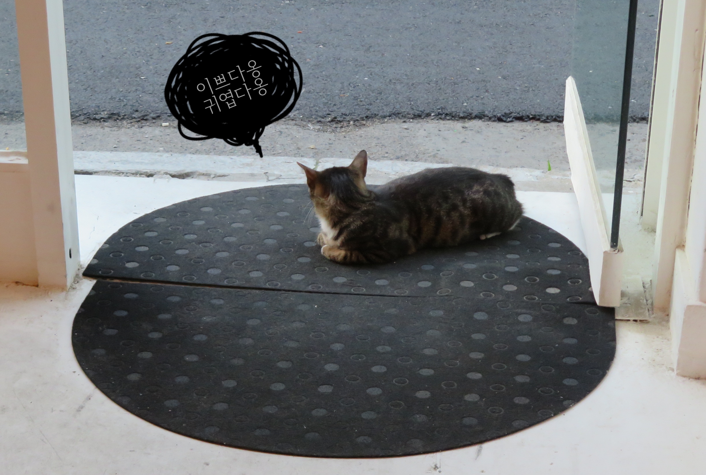 NEW FASHION SUNGLASSES My cat sunglasses! Yogo wri