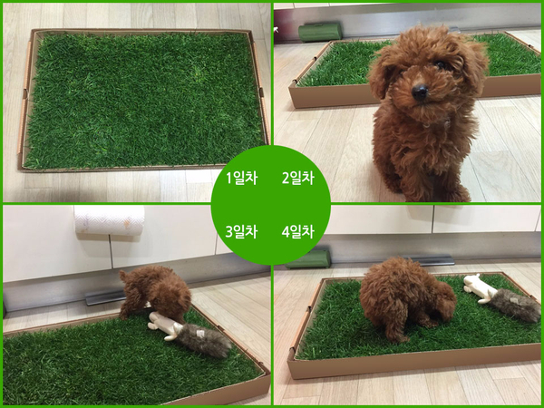 Medium Natural Grass Dog Pads Bean Spot Green Matt