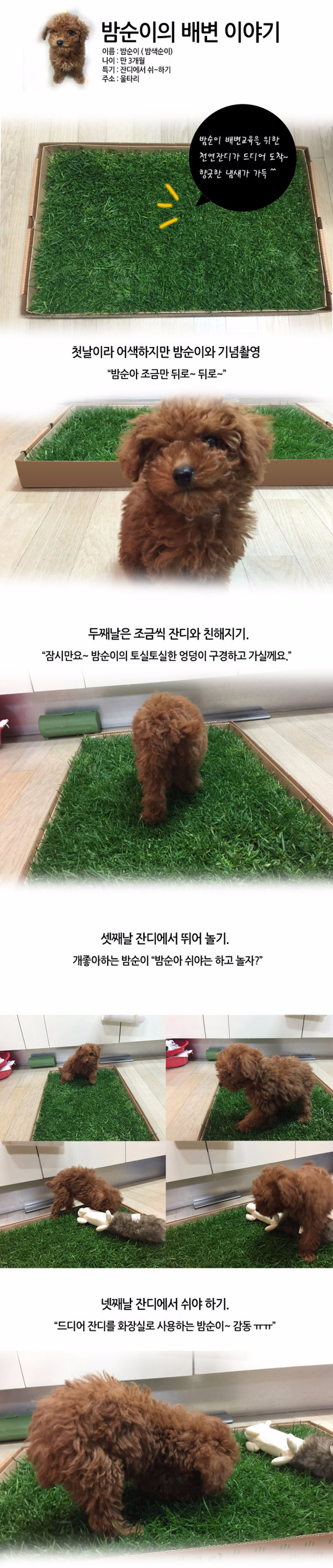 Medium Natural Grass Dog Pads Bean Spot Green Matt