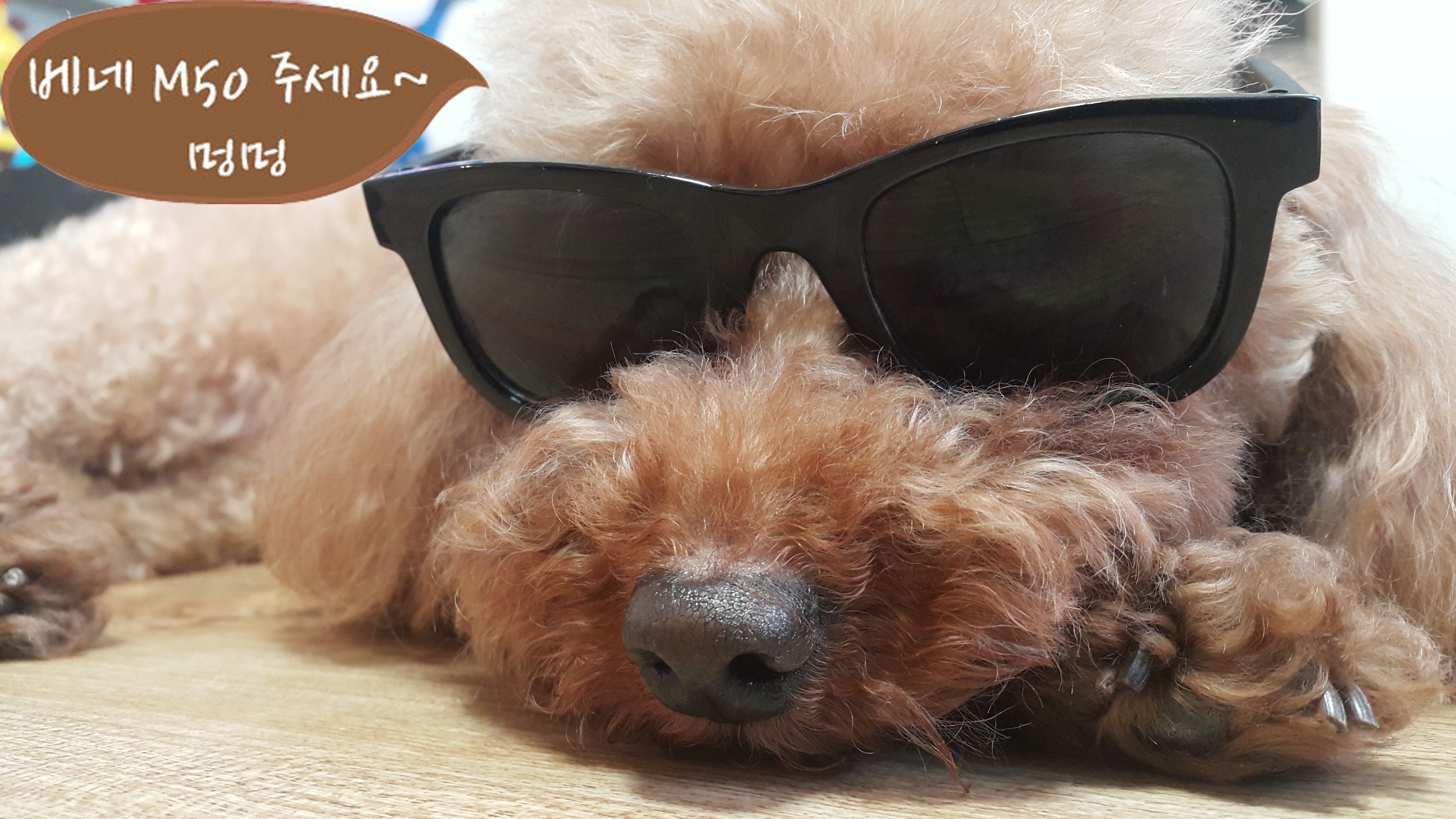 NEW PET DOG FEED BENE M50 10kg Small particle orga