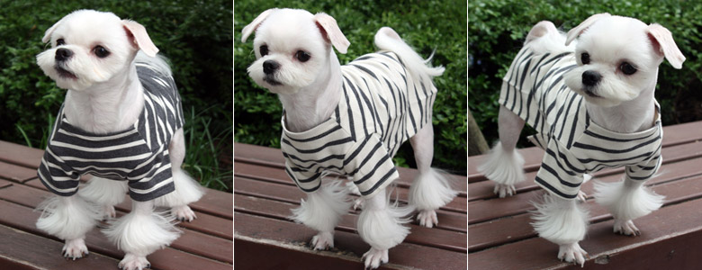 NEW DOG FASHION Pet Apparel Simple Stripe Short Sl