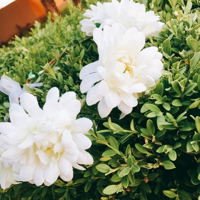 Free shipping Self-wedding corolla Four proposals 