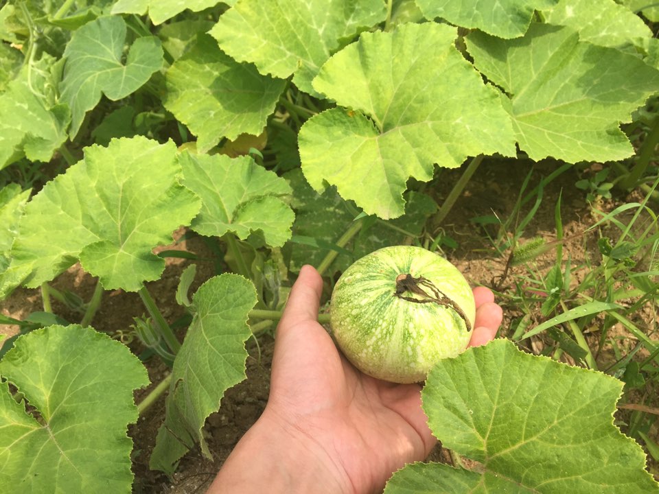 New Pumpkin Juice 100% pumpkin juice molding witho