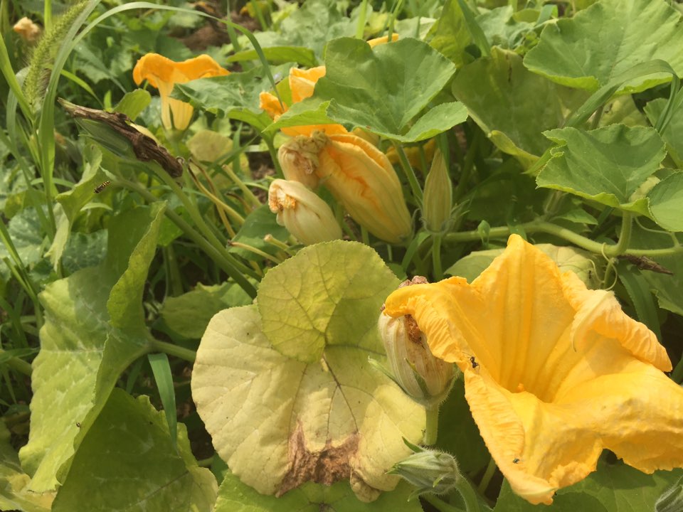 New Pumpkin Juice 100% pumpkin juice molding witho