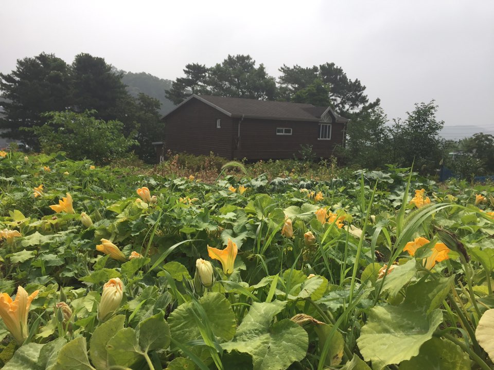 New Pumpkin Juice 100% pumpkin juice molding witho