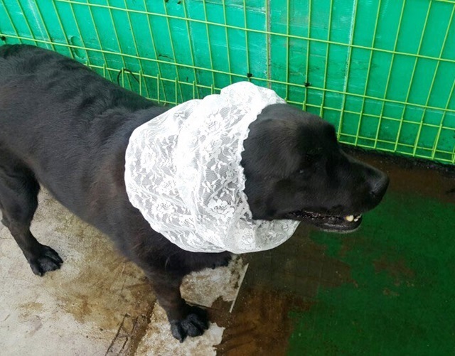 NEW DOG FASHION Kokasupani El Snood Free Shipping 