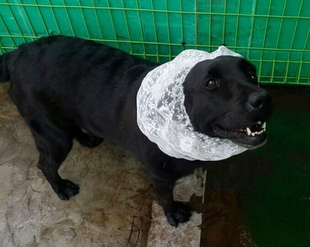 NEW DOG FASHION Kokasupani El Snood Free Shipping 