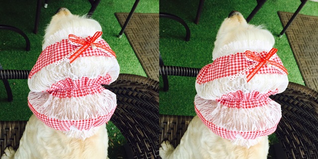 NEW DOG FASHION Kokasupani El Snood Free Shipping 