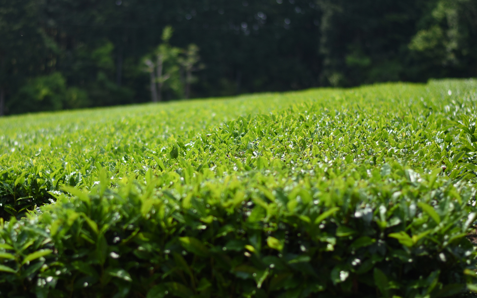 Kinto Unity One-Touch Tippet 460ml 720ml 8747 Tidy